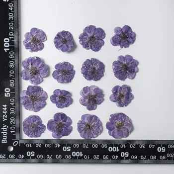  2,5-3 см./12 бр.,естествен цвете сливи пресовани листенца на цветя,истинска малка цвете САМ полагане на калъф за мобилен телефон стикер с образци от растения