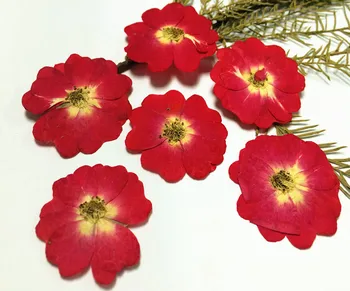 Роза от Естествен Декоративен Пресовани Сушени Цветя за производство на свещи направи си САМ Пособия за производство на восъчни таблетки Декоративни Материали, Ръчно изработени
